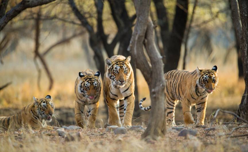 Ranthambore School of Cooking