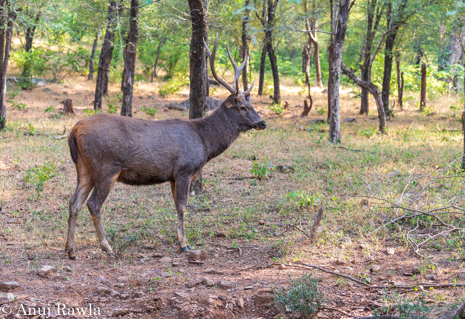 Ranthambore School of Painting