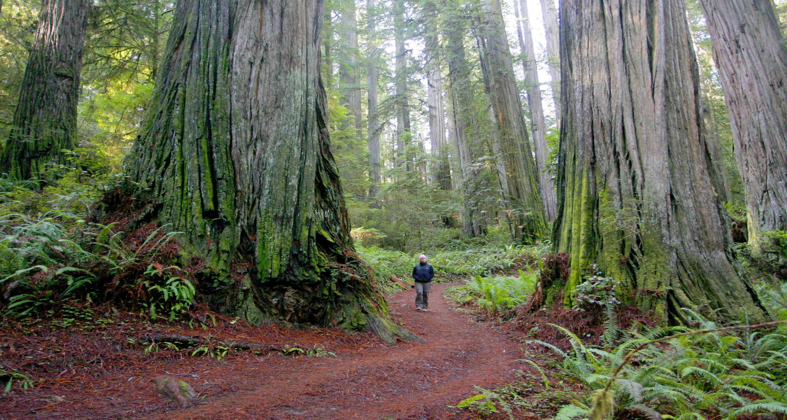 Redwood National and State Parks