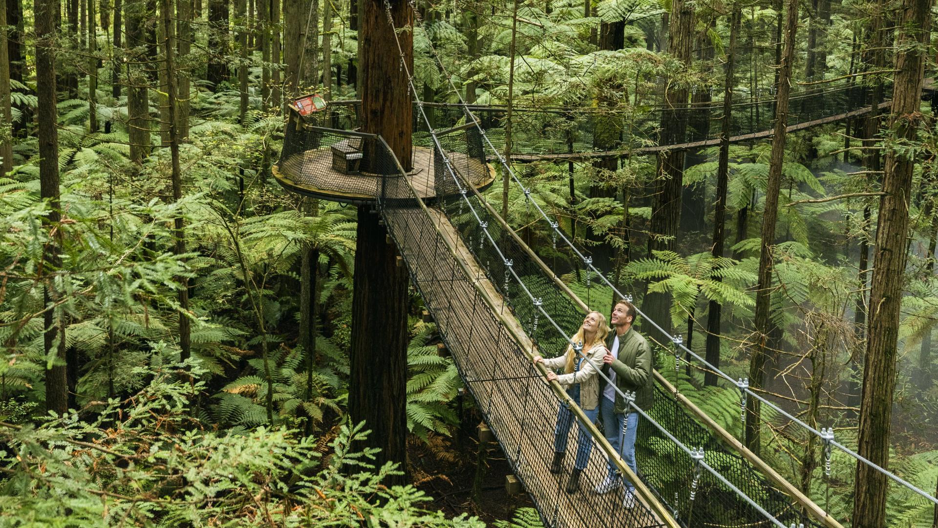 Redwoods Treewalk