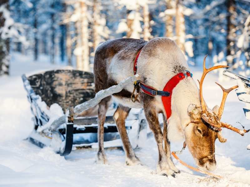 Reindeer Farm