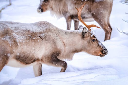 Reindeer Herding Experience