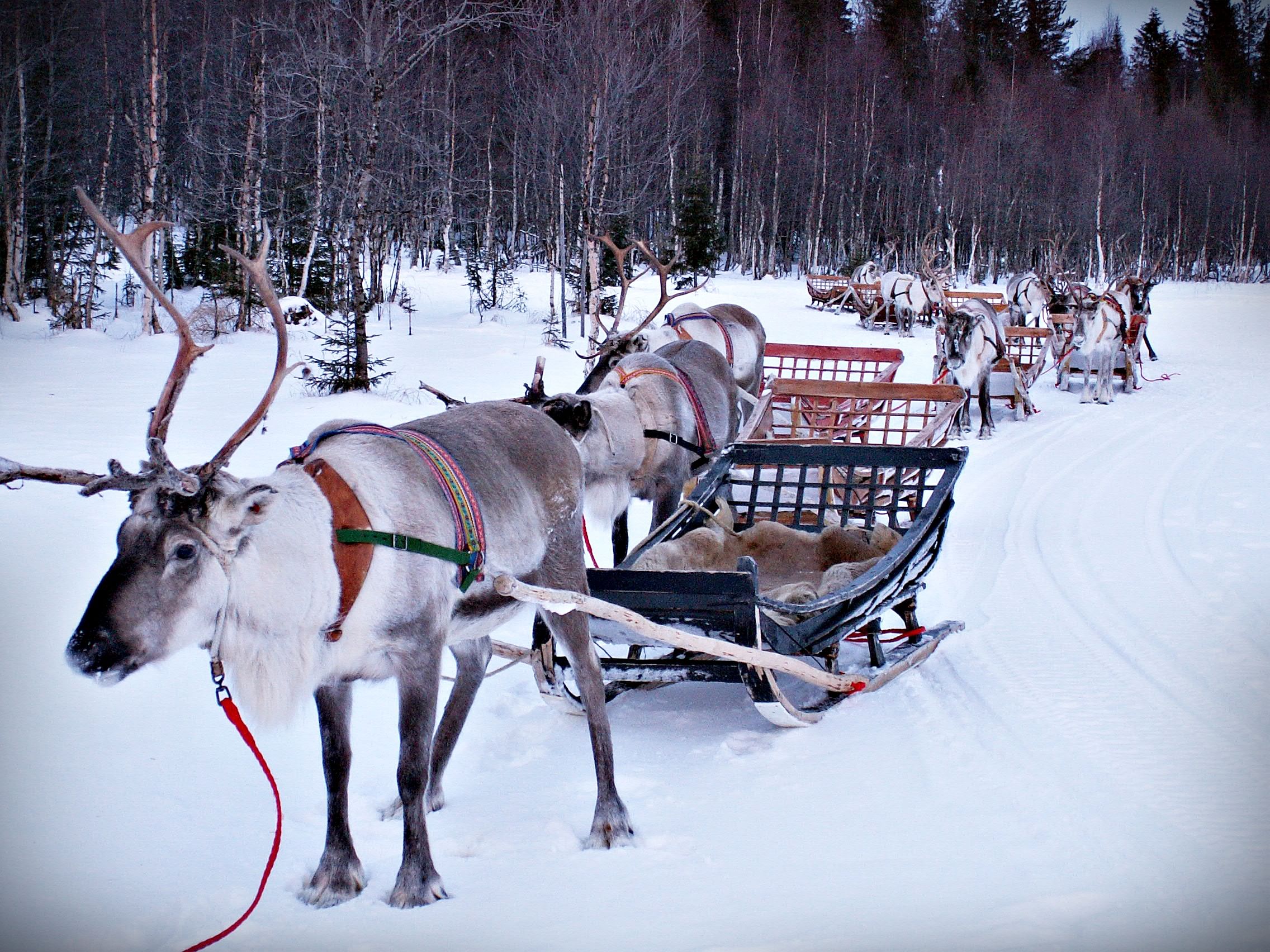 Reindeer Safari