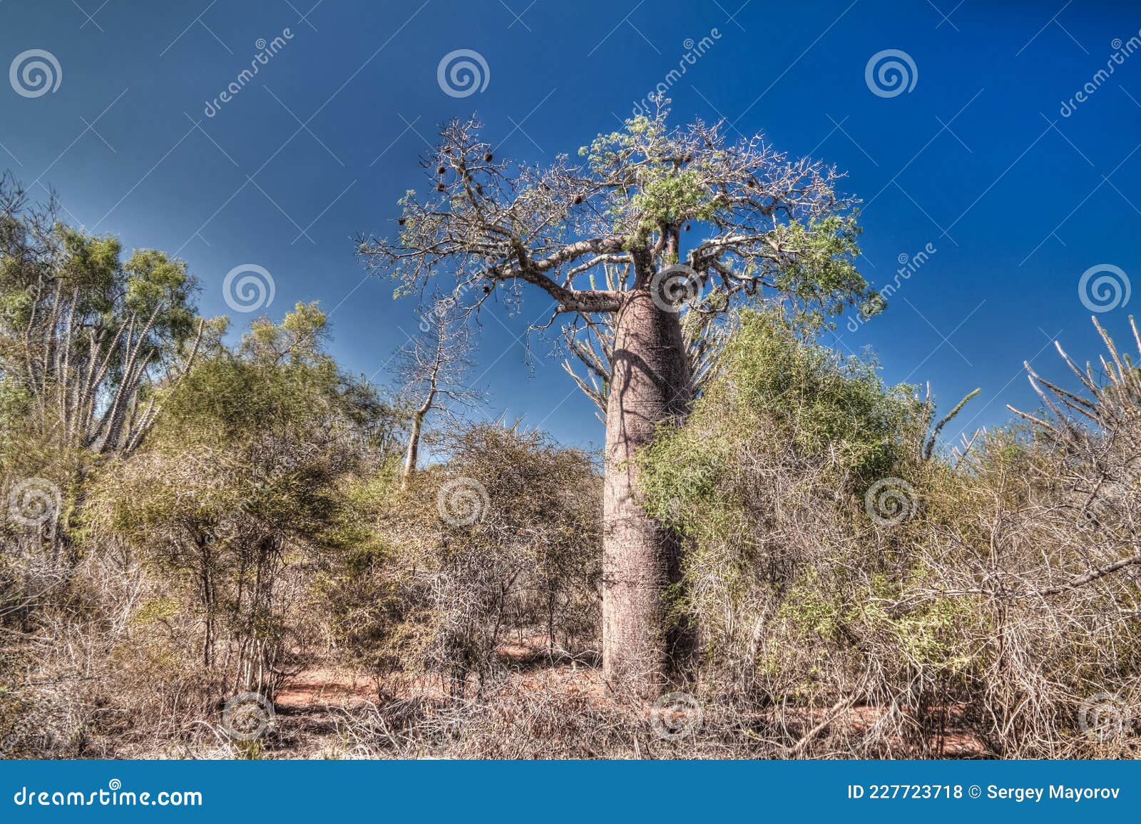 Reniala Nature Reserve