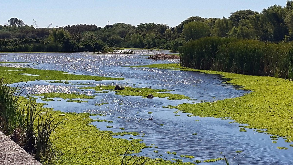 Reserva Ecológica Costanera Sur