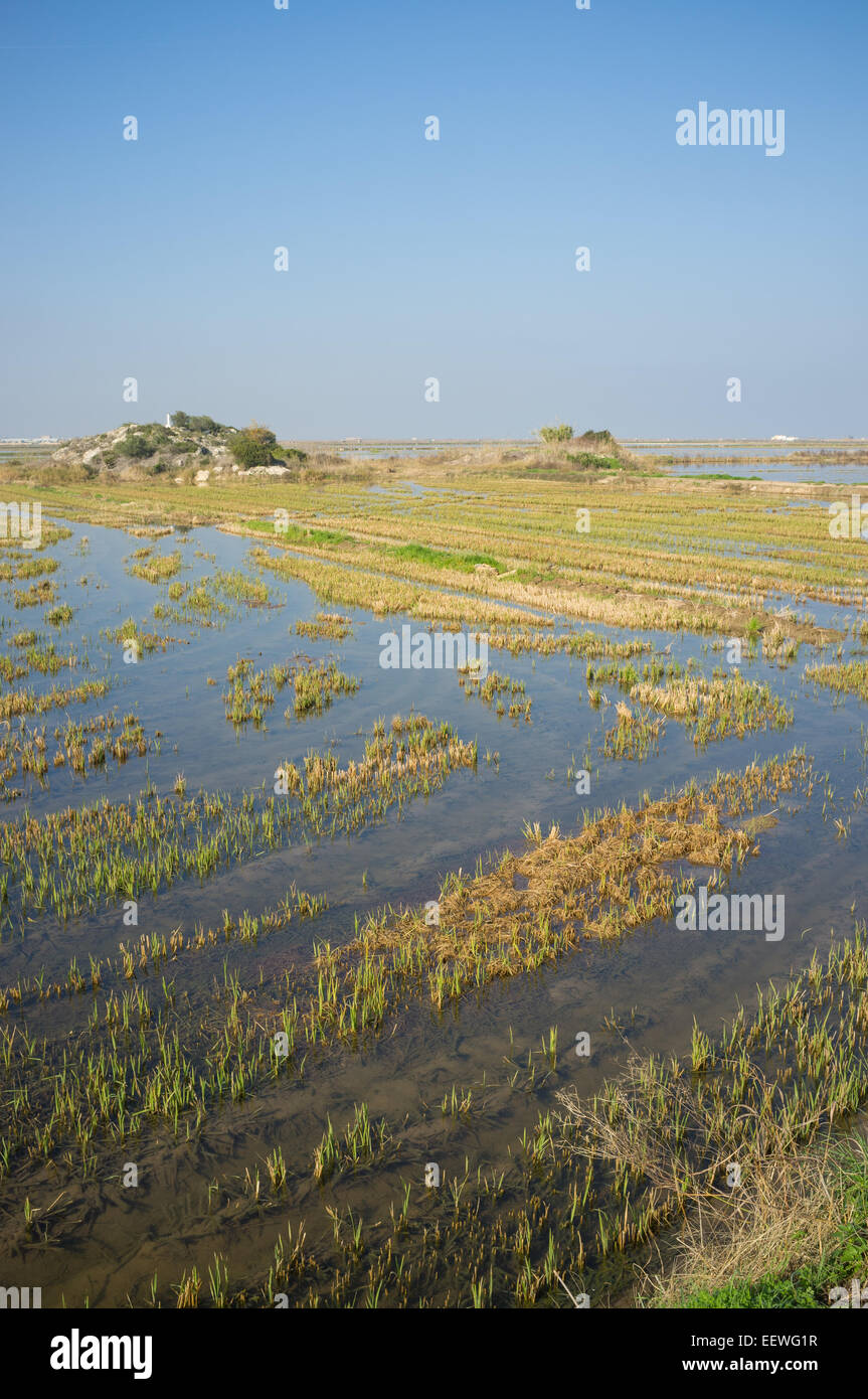 Rice Fields