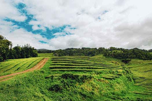 Rice Fields of Comporta