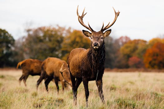 Richmond Park