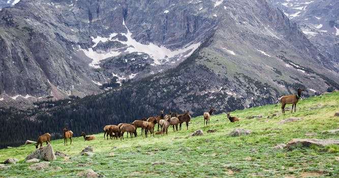 Rocky Mountain Elk Foundation Elk Country Visitor Center