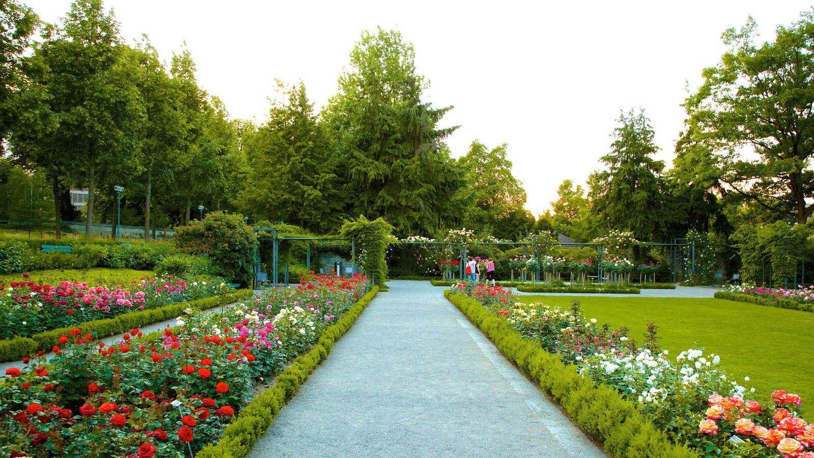 Rose Garden