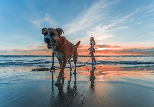 Rosie's Dog Beach