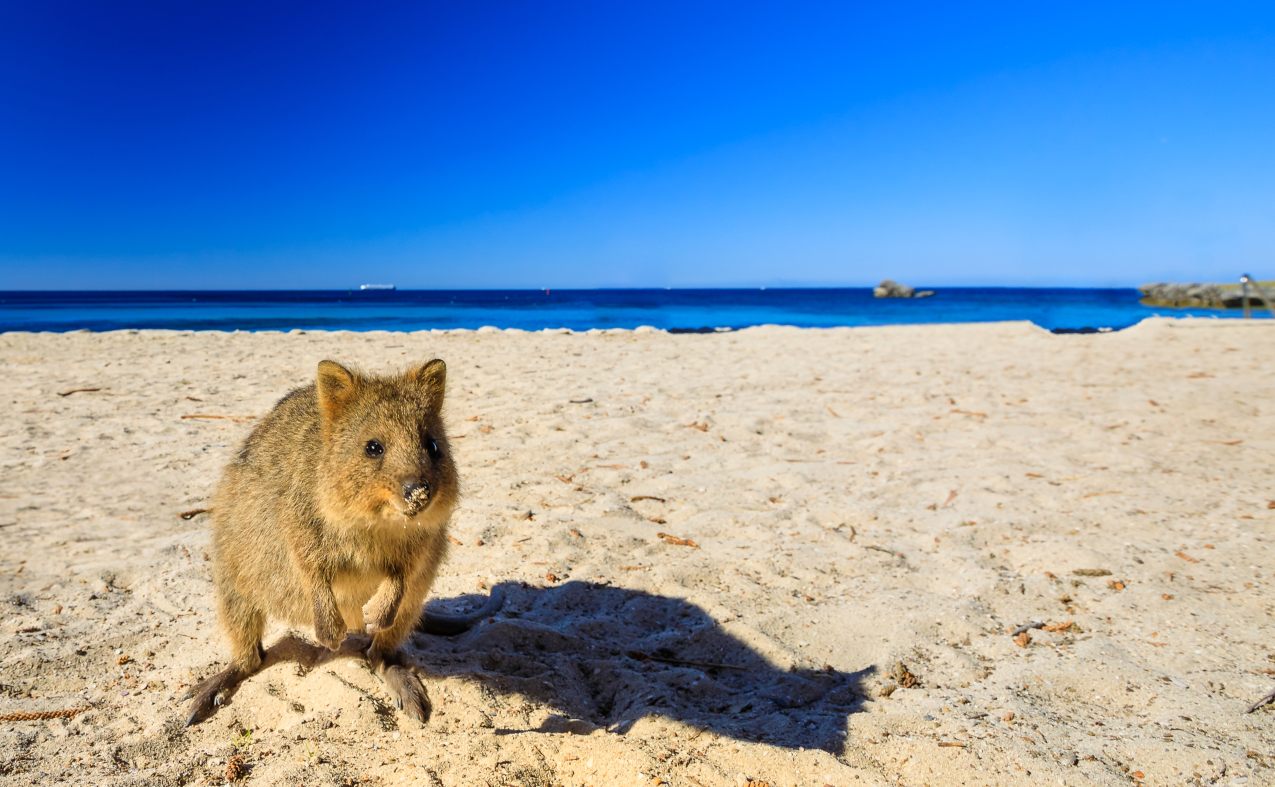 Rottnest Island