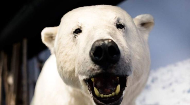 Royal and Ancient Polar Bear Society