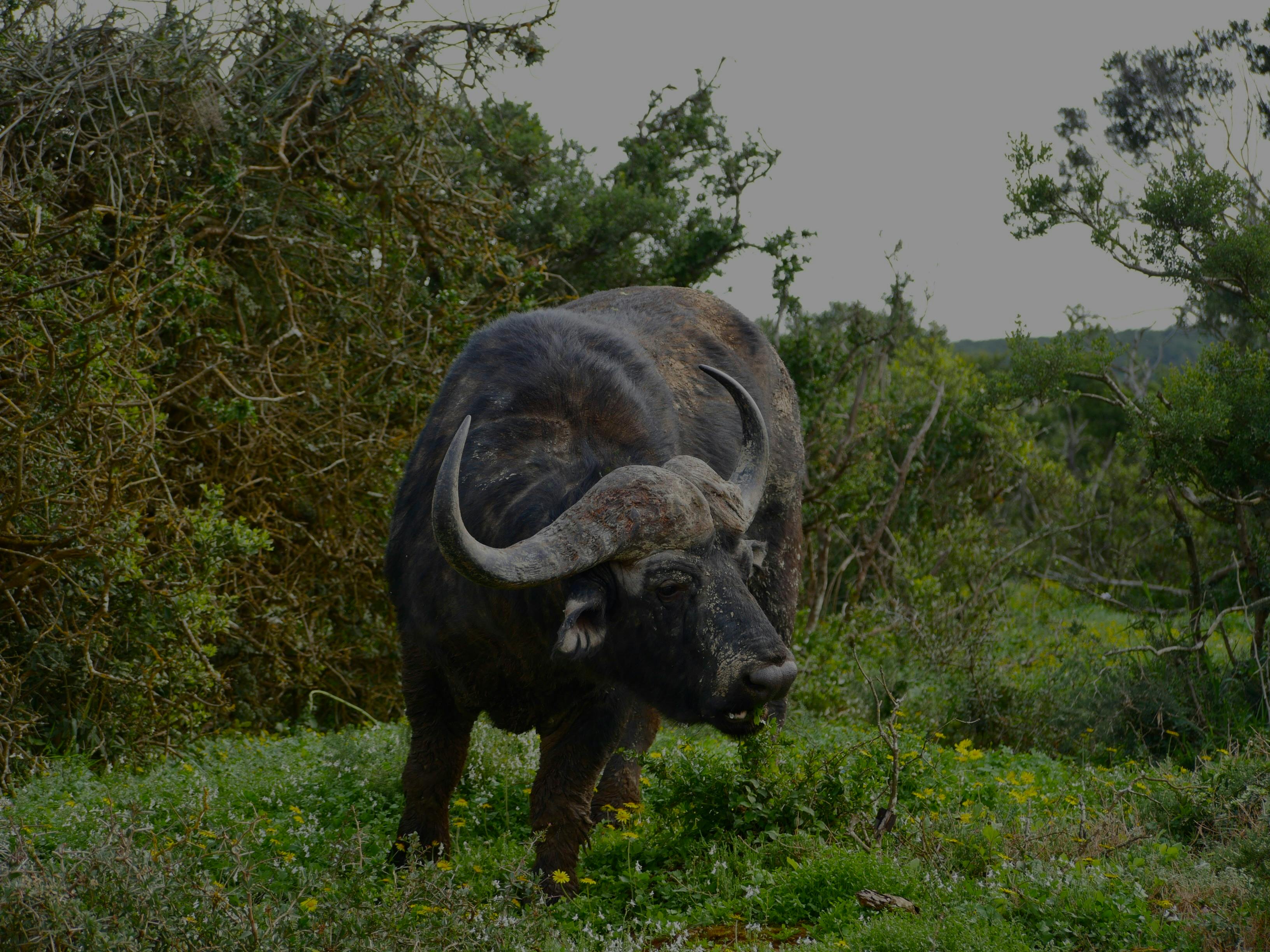 Safari Game Drive