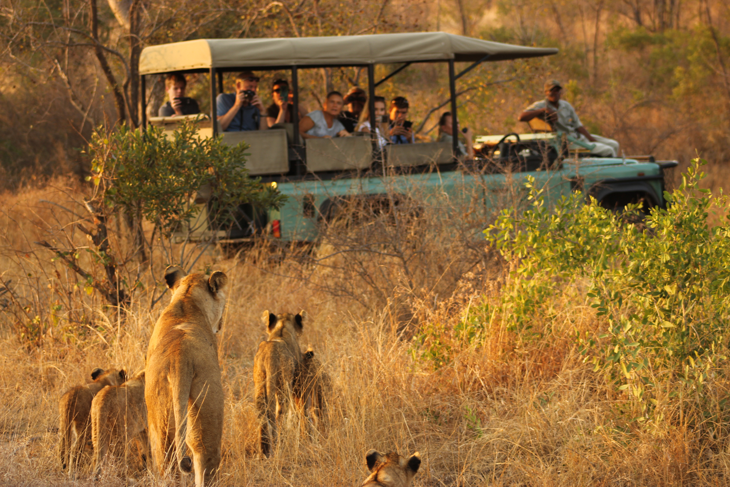 Safari Game Drive