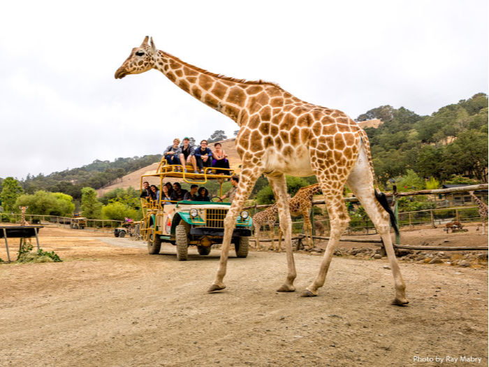 Safari West