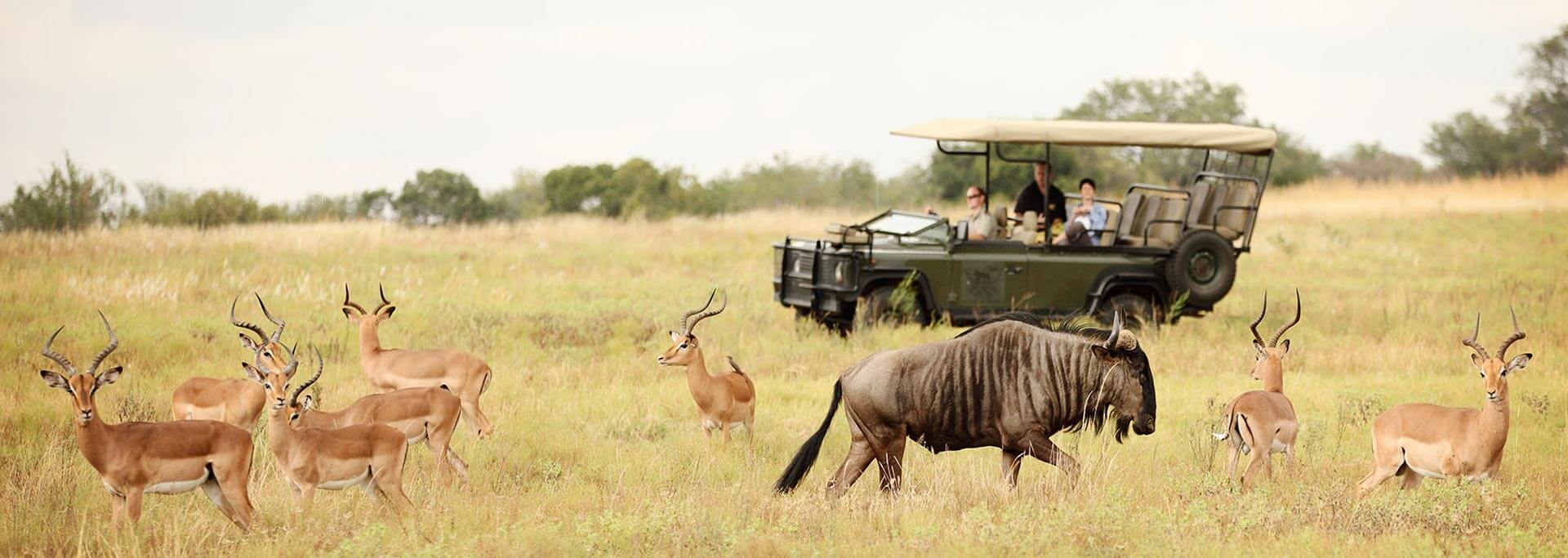 Safari in Kruger National Park