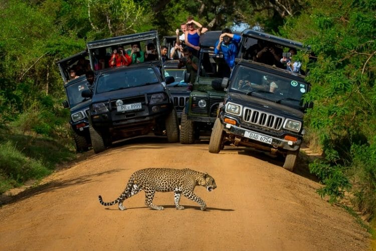 Safari in Yala National Park