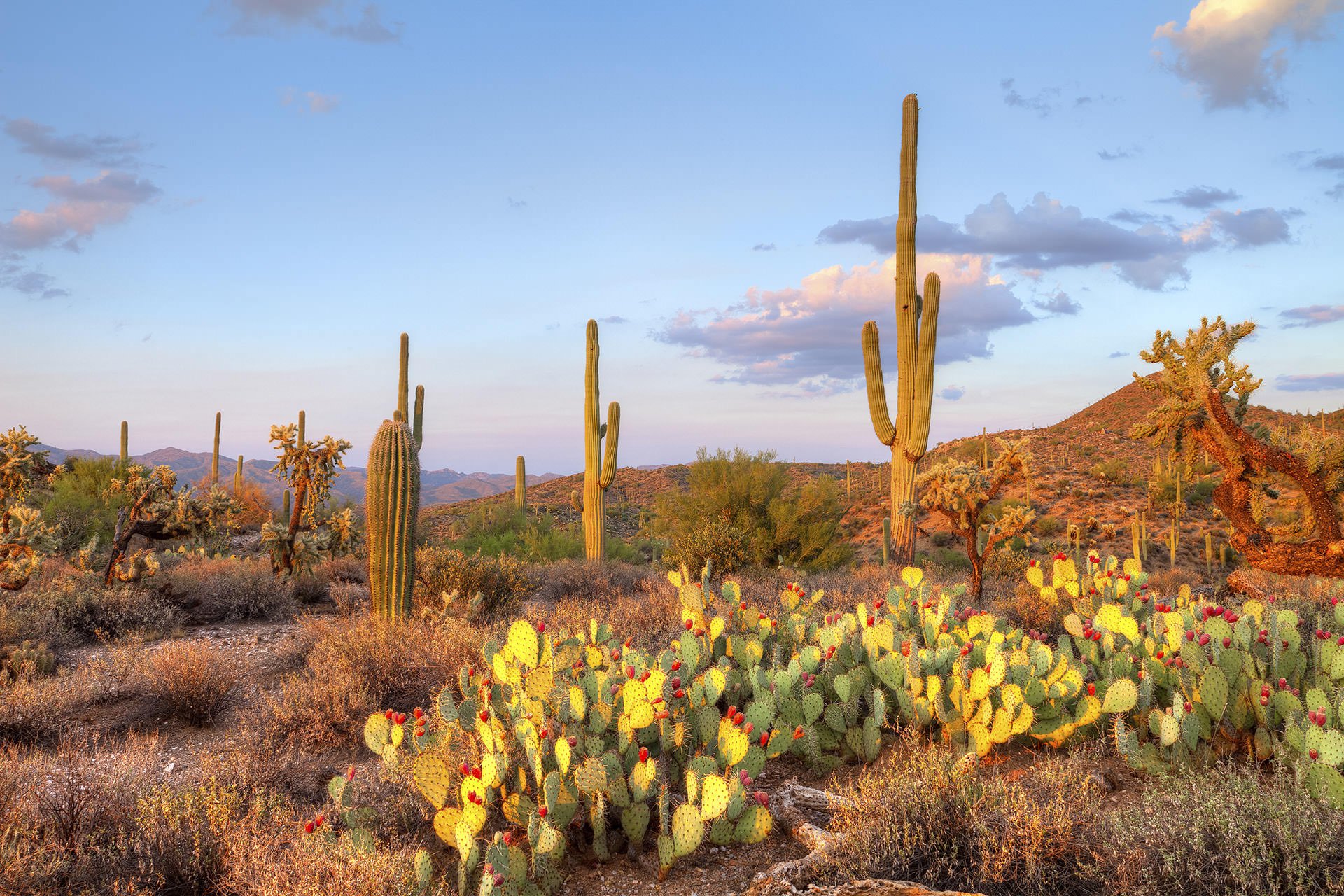 Saguaro National Park