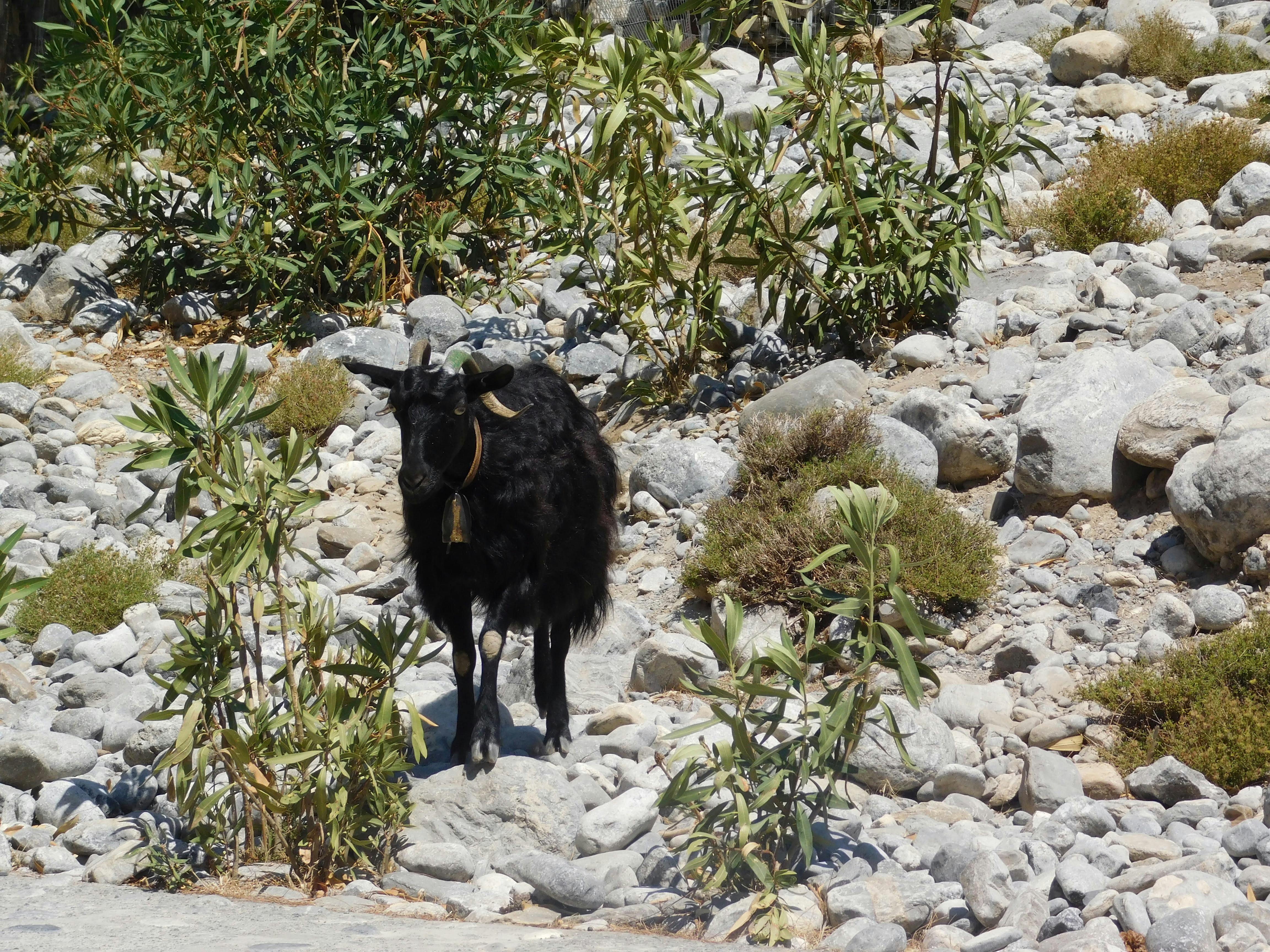 Samaria Gorge