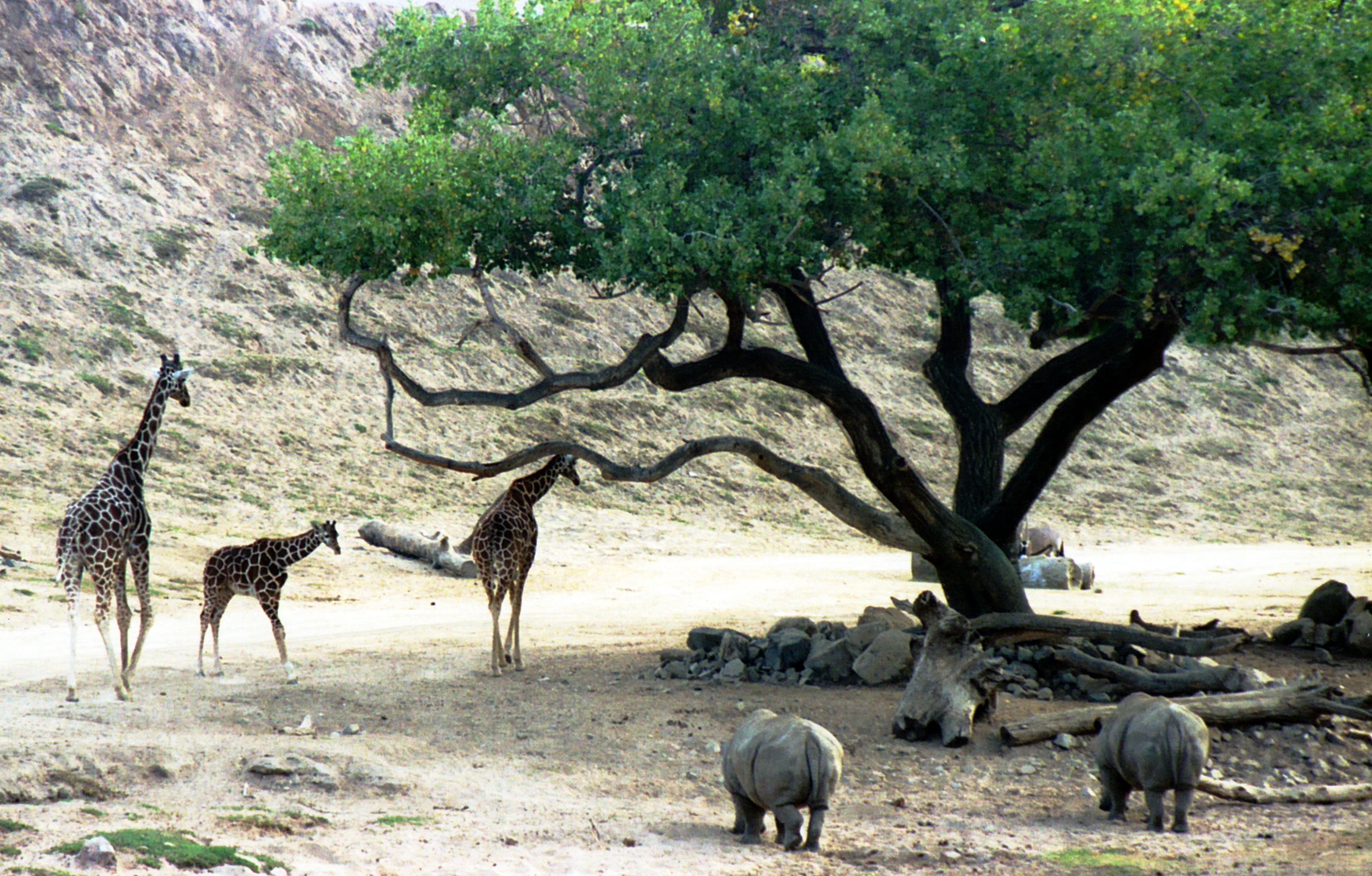 San Diego Zoo Safari Park