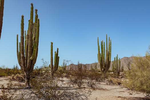 San Felipe Beach