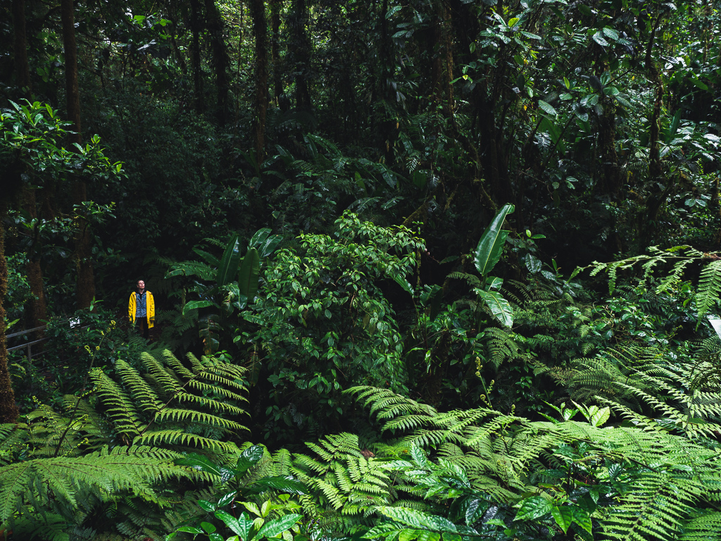 Santa Elena Cloud Forest Reserve