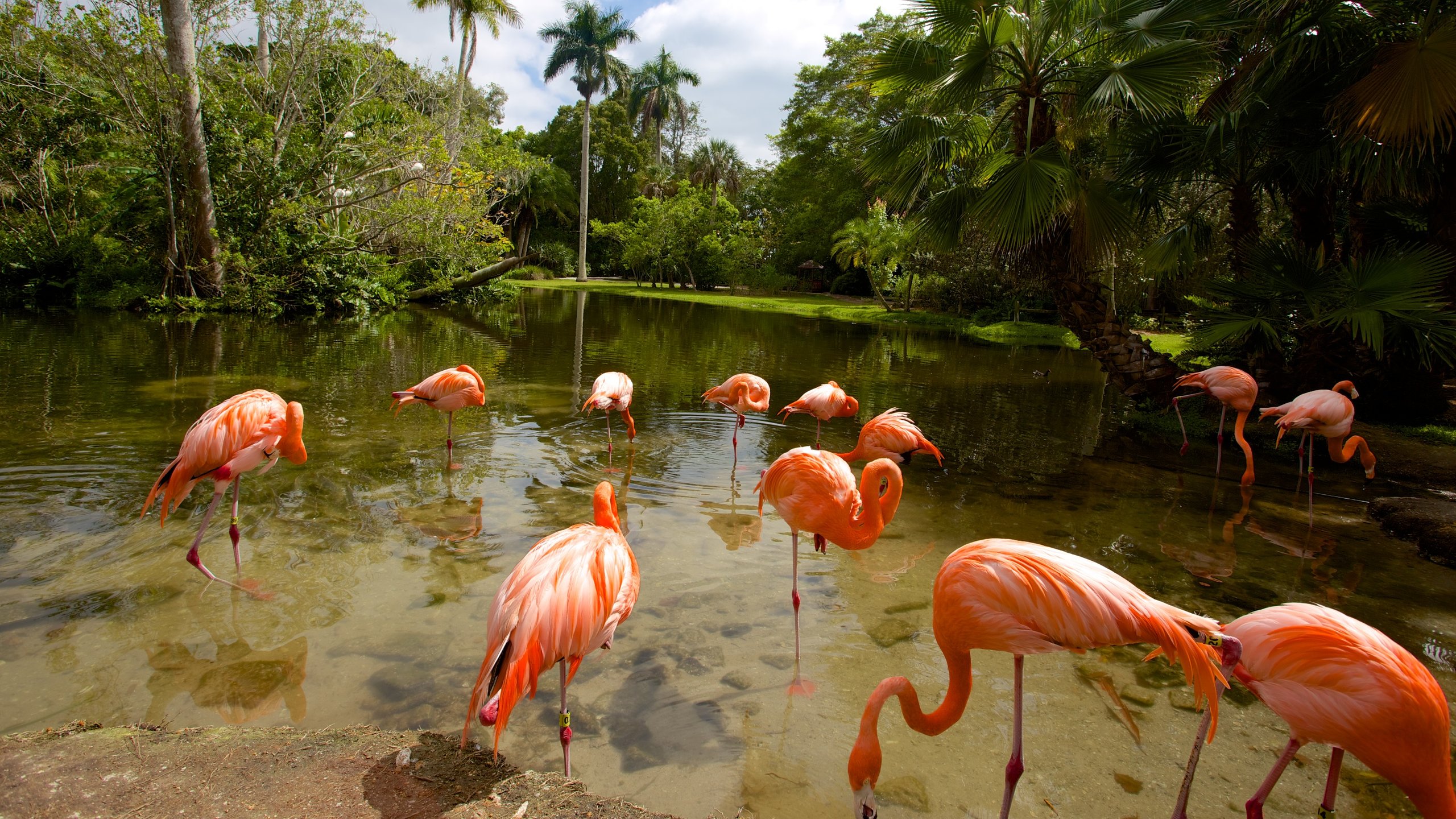 Sarasota Jungle Gardens