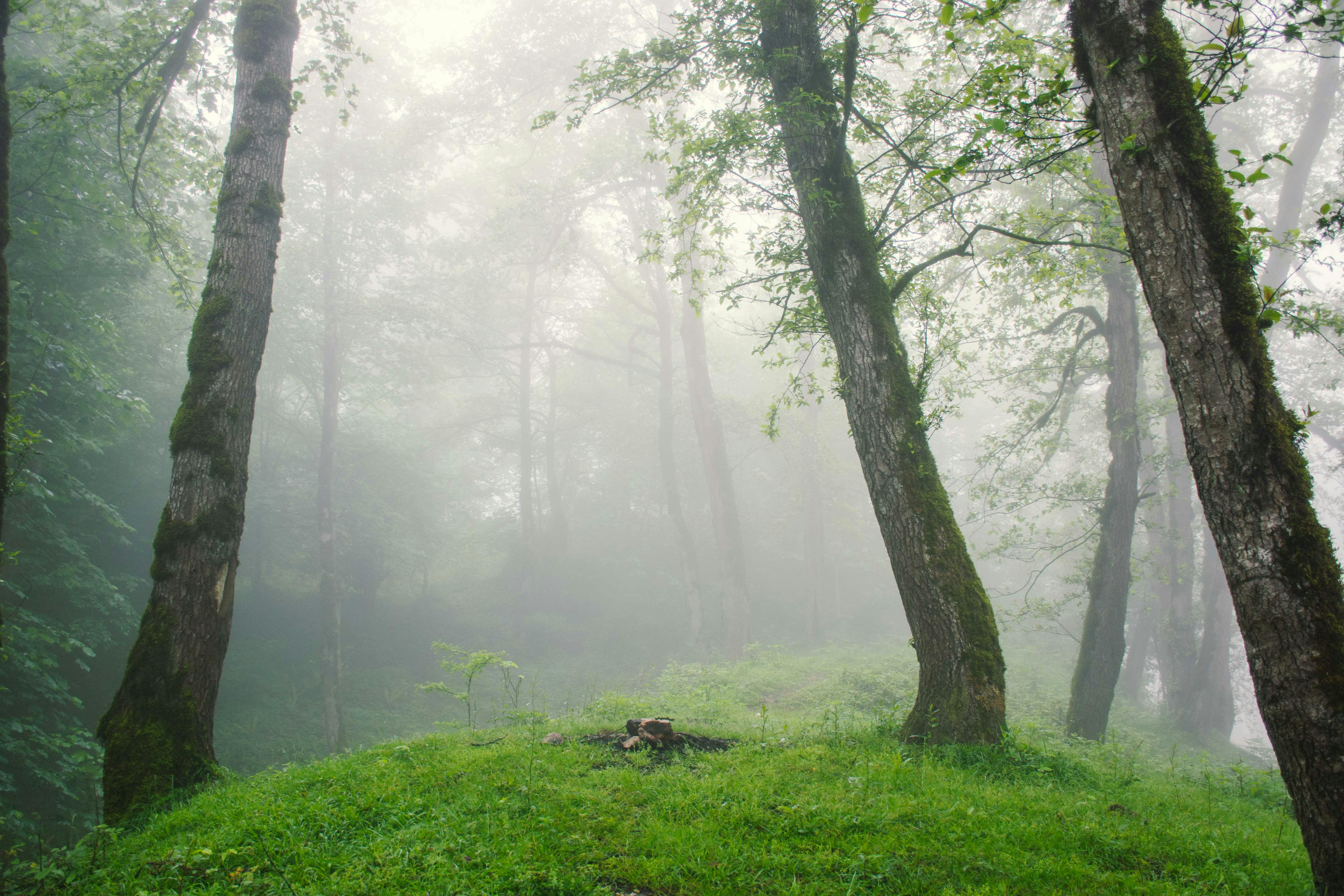 Saravan Forest Park