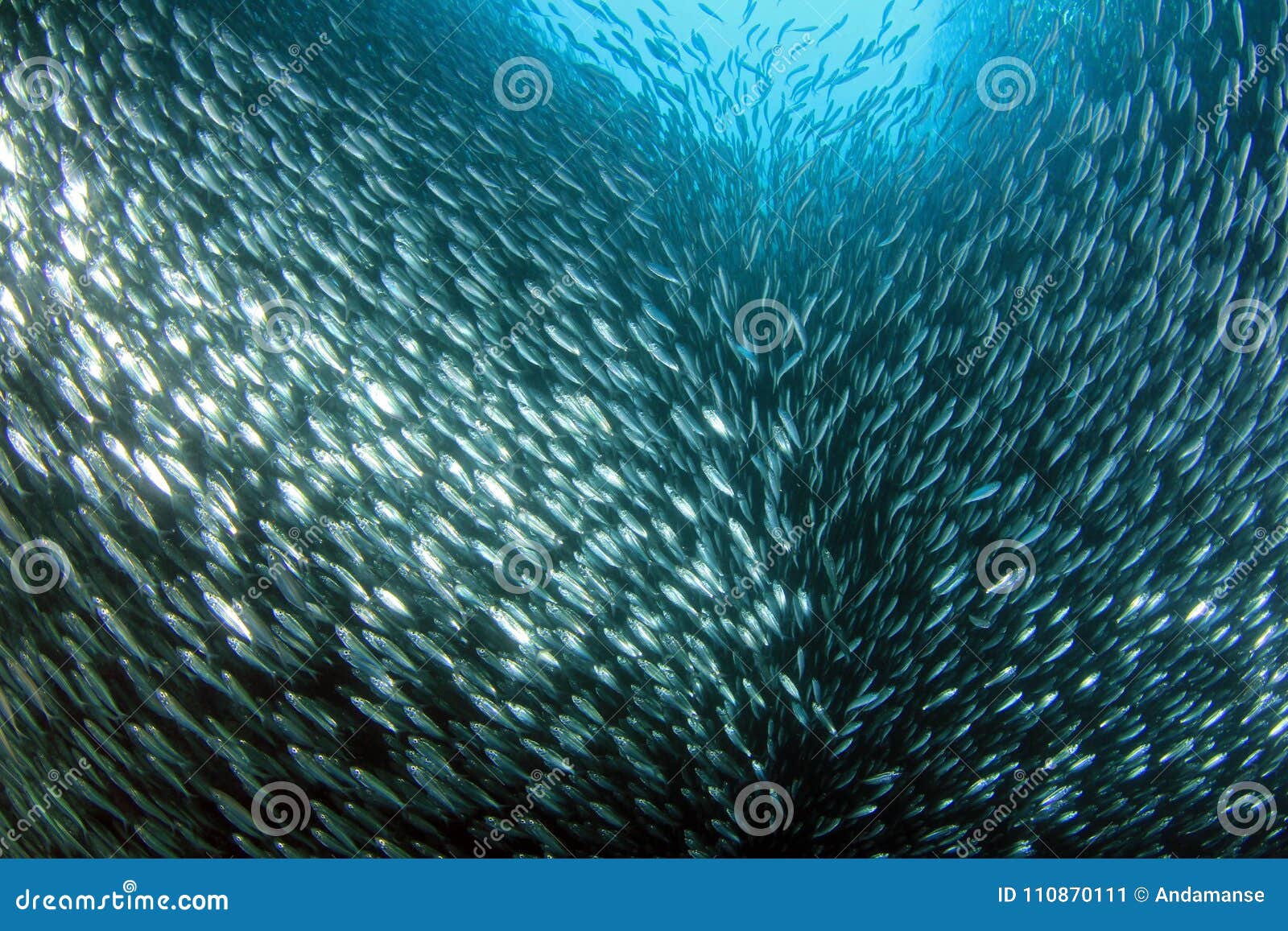 Sardine Run