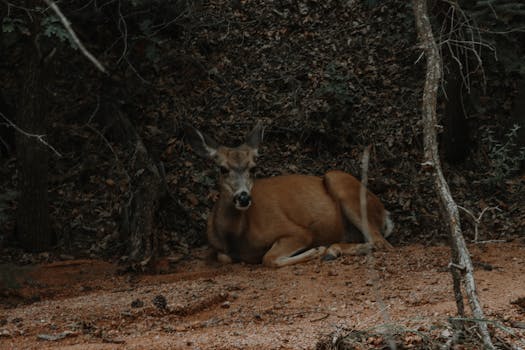 Saunders Springs Nature Preserve