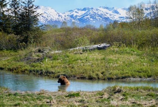 Savage River Campground