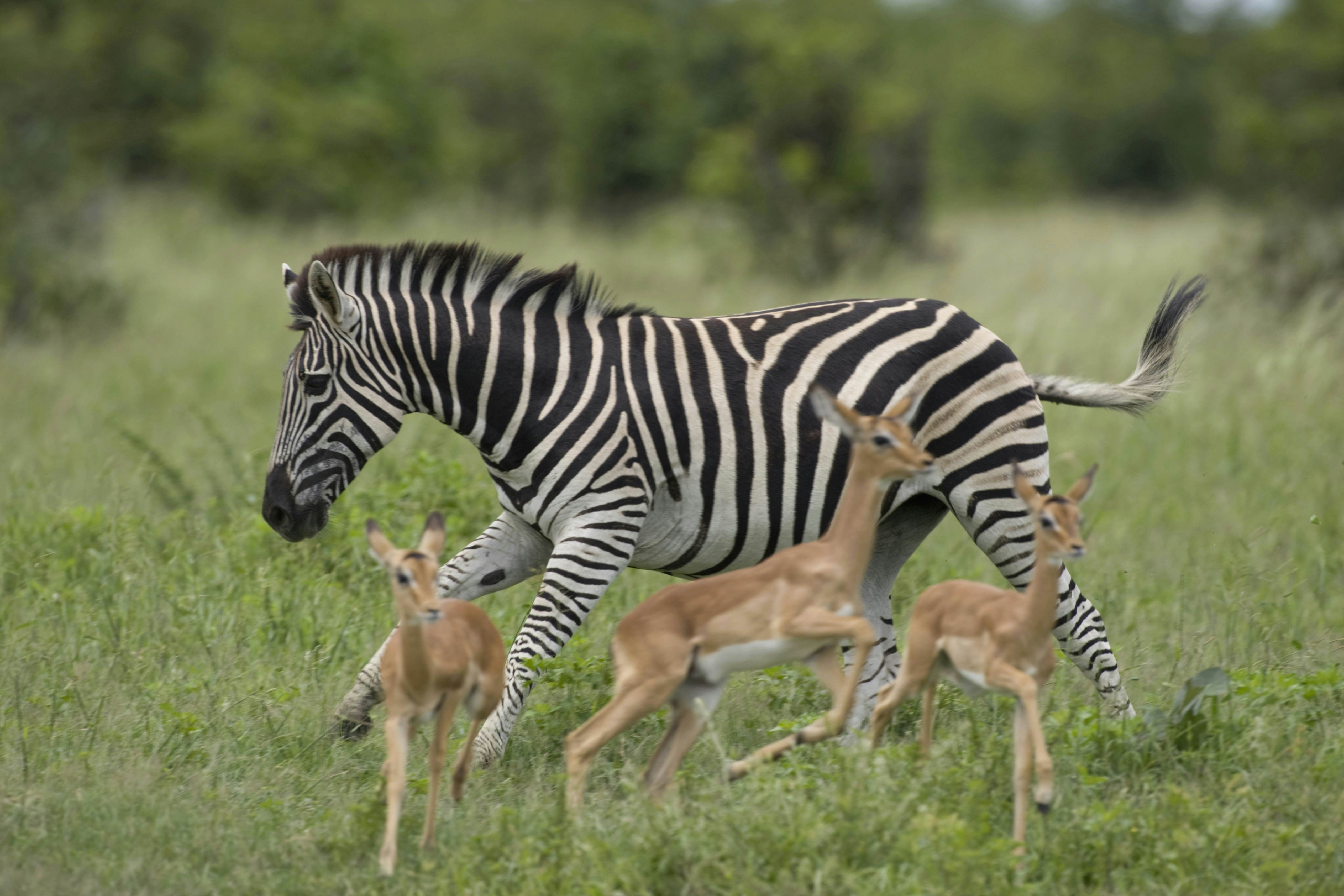 Savuti Marsh