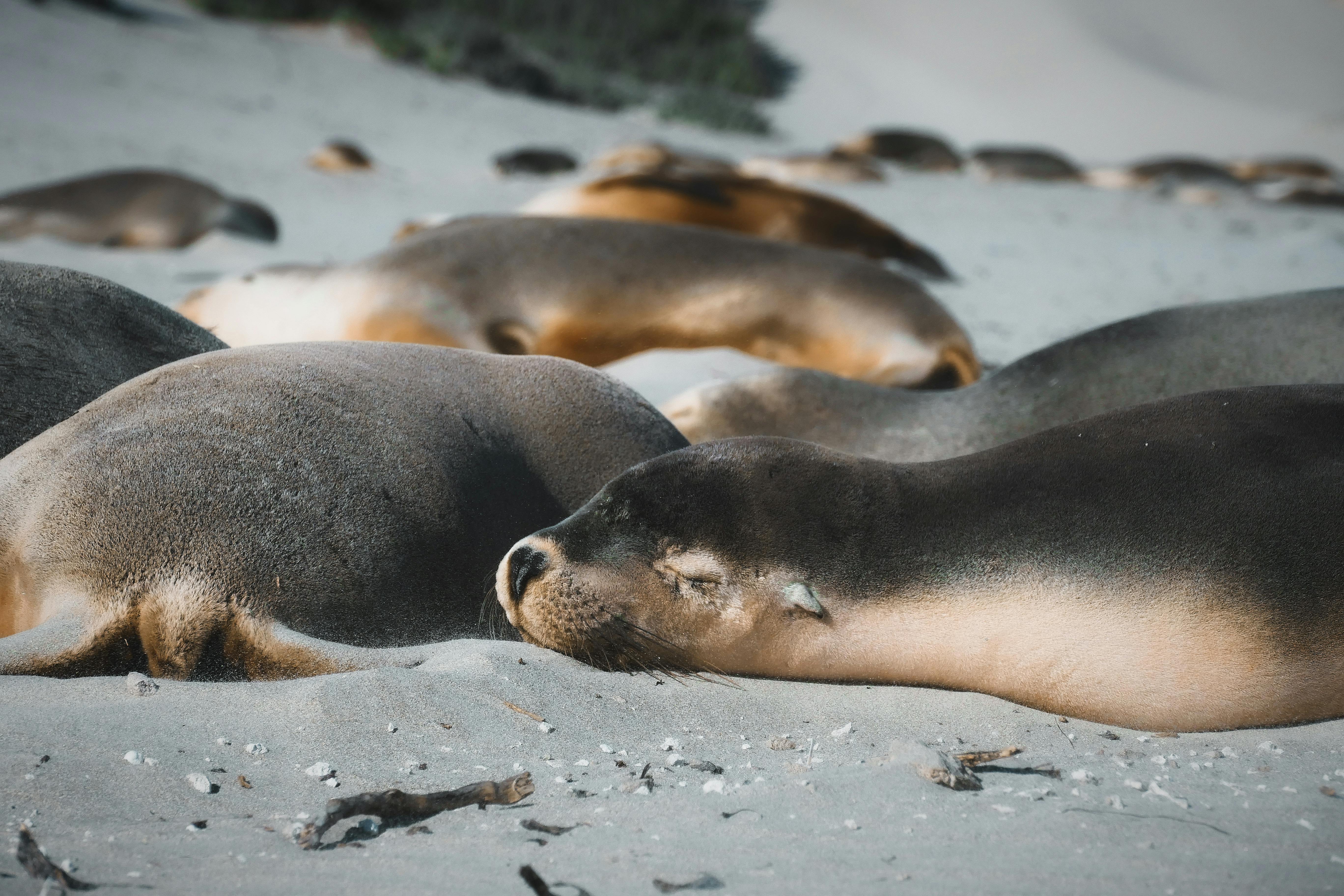 Seal Bay Conservation Park