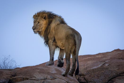 Seaview Lion Park