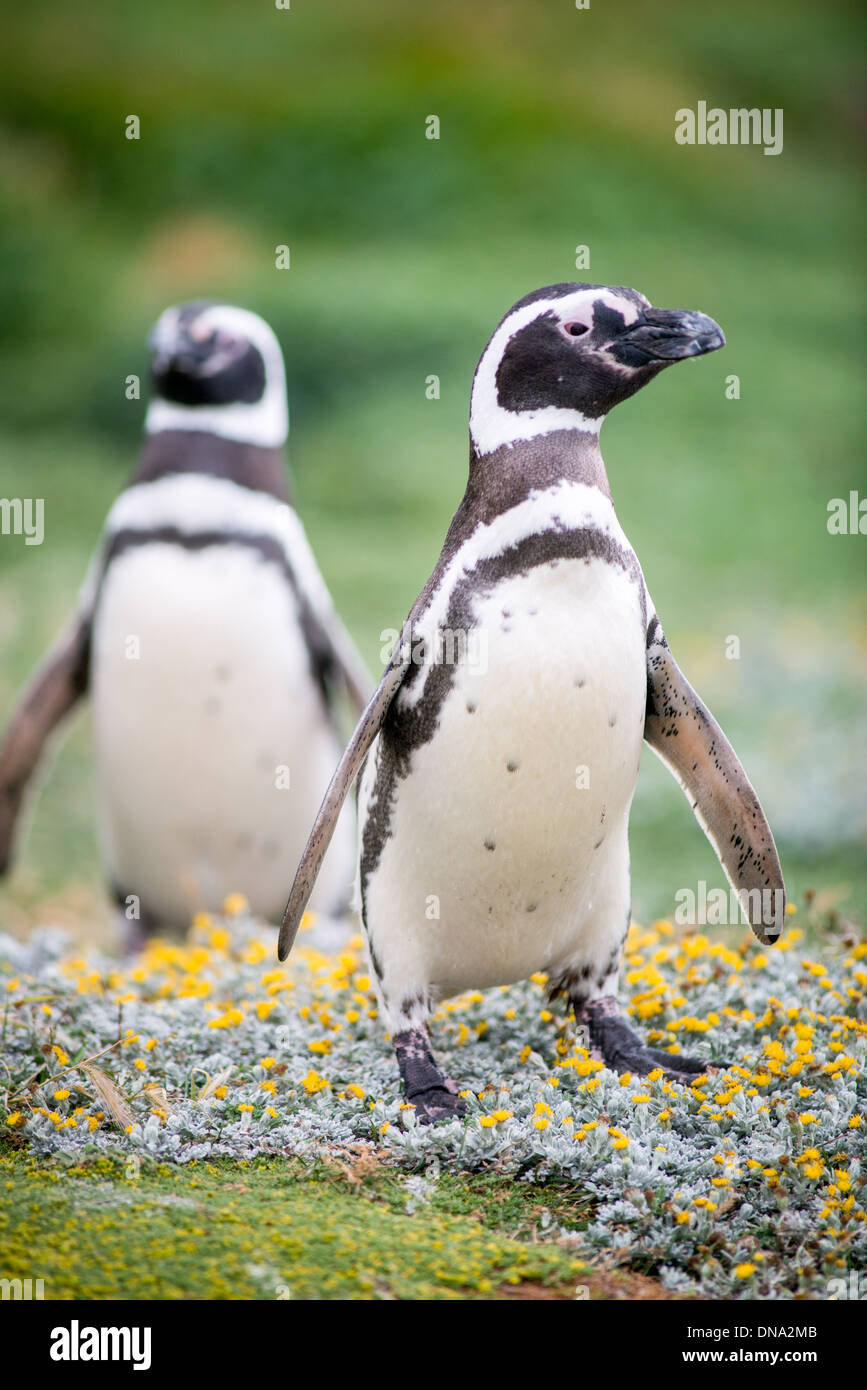 Seno Otway Penguin Colony