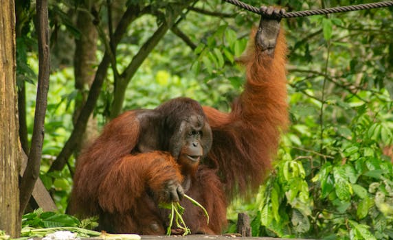 Sepilok Orangutan Rehabilitation Centre