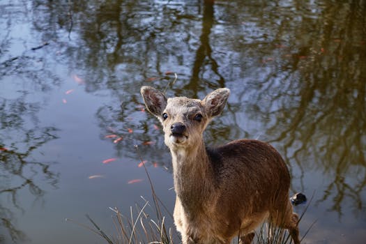 Sevenoaks Wildlife Reserve