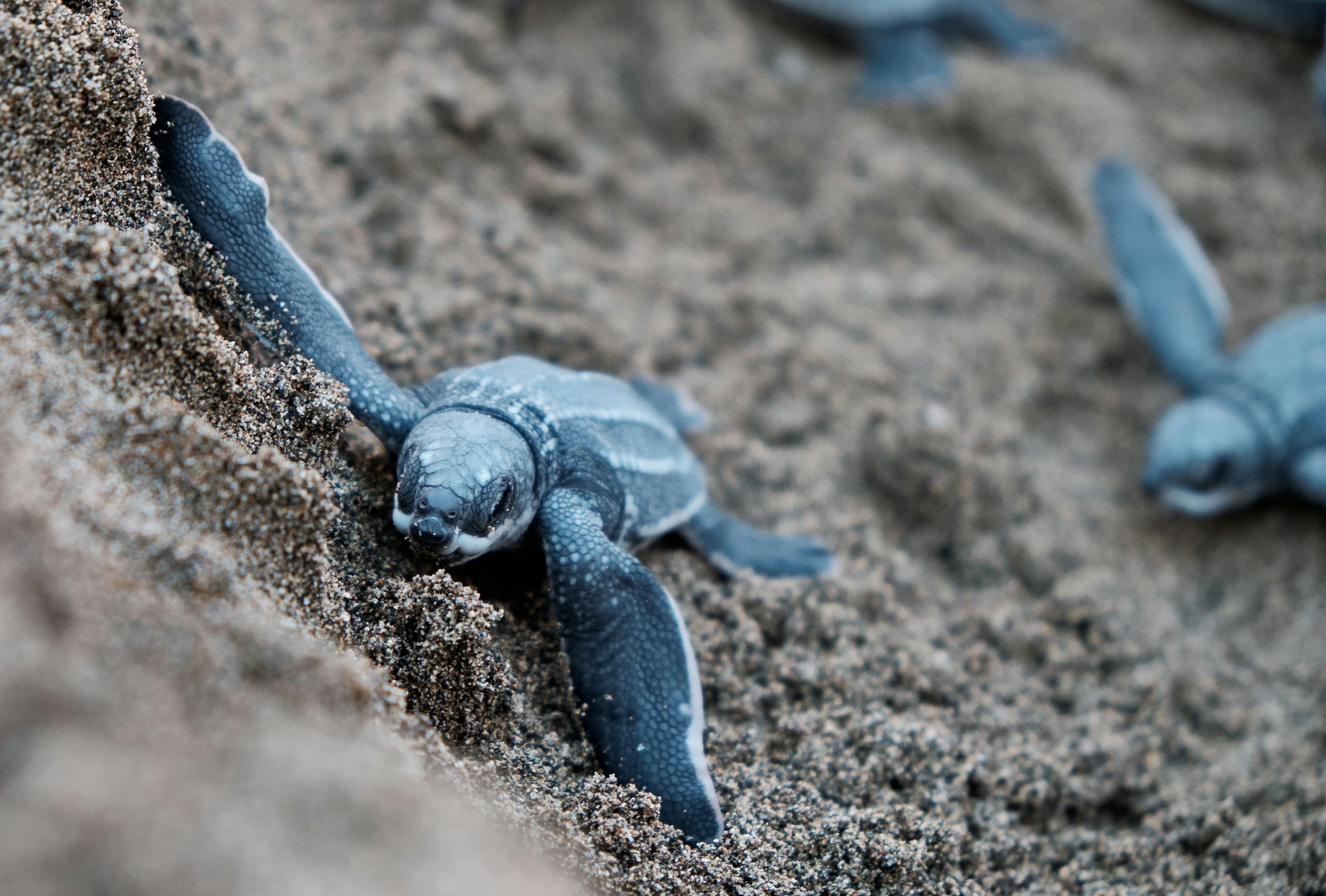 Shell Beach Turtle Conservation Project