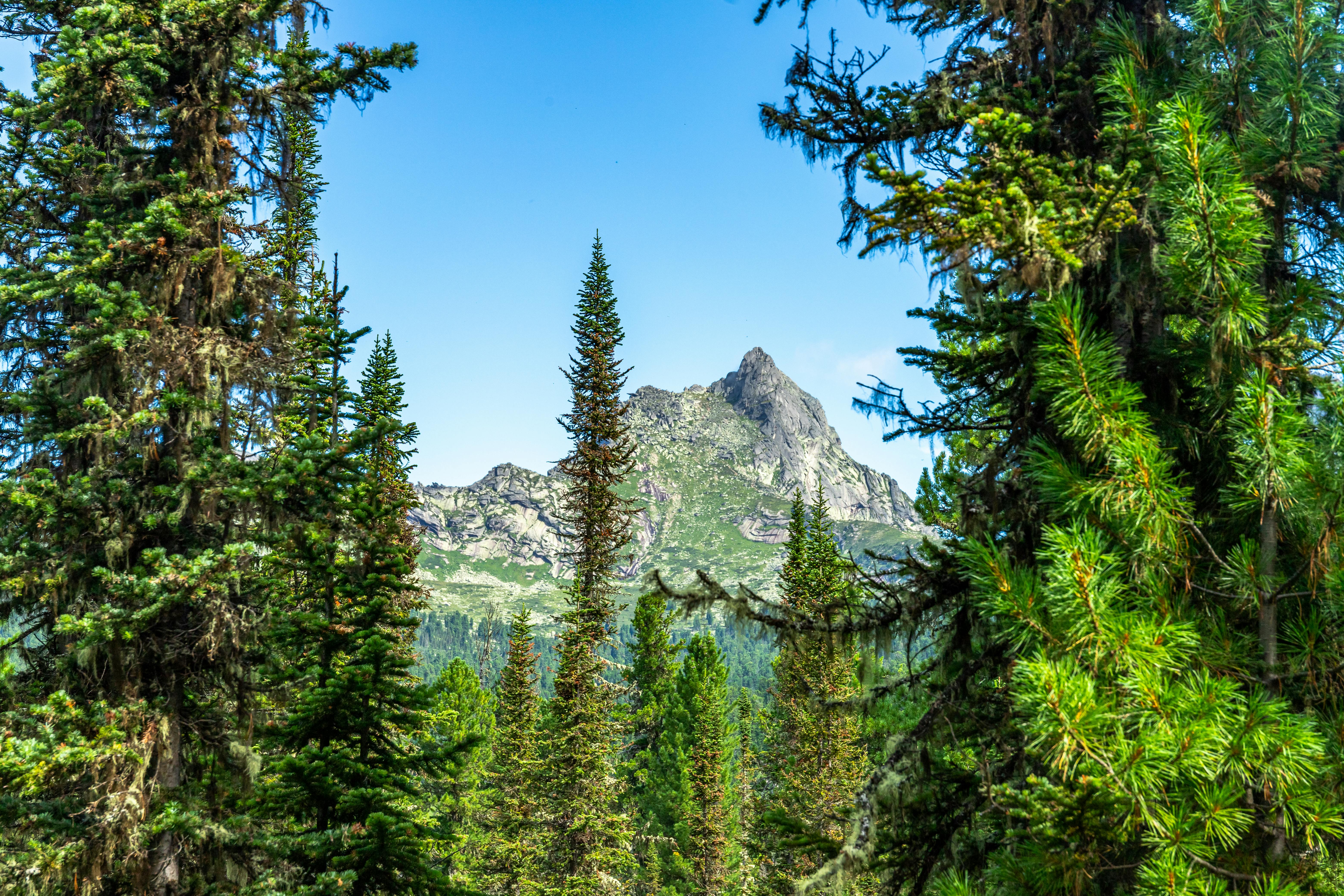 Siberian Taiga