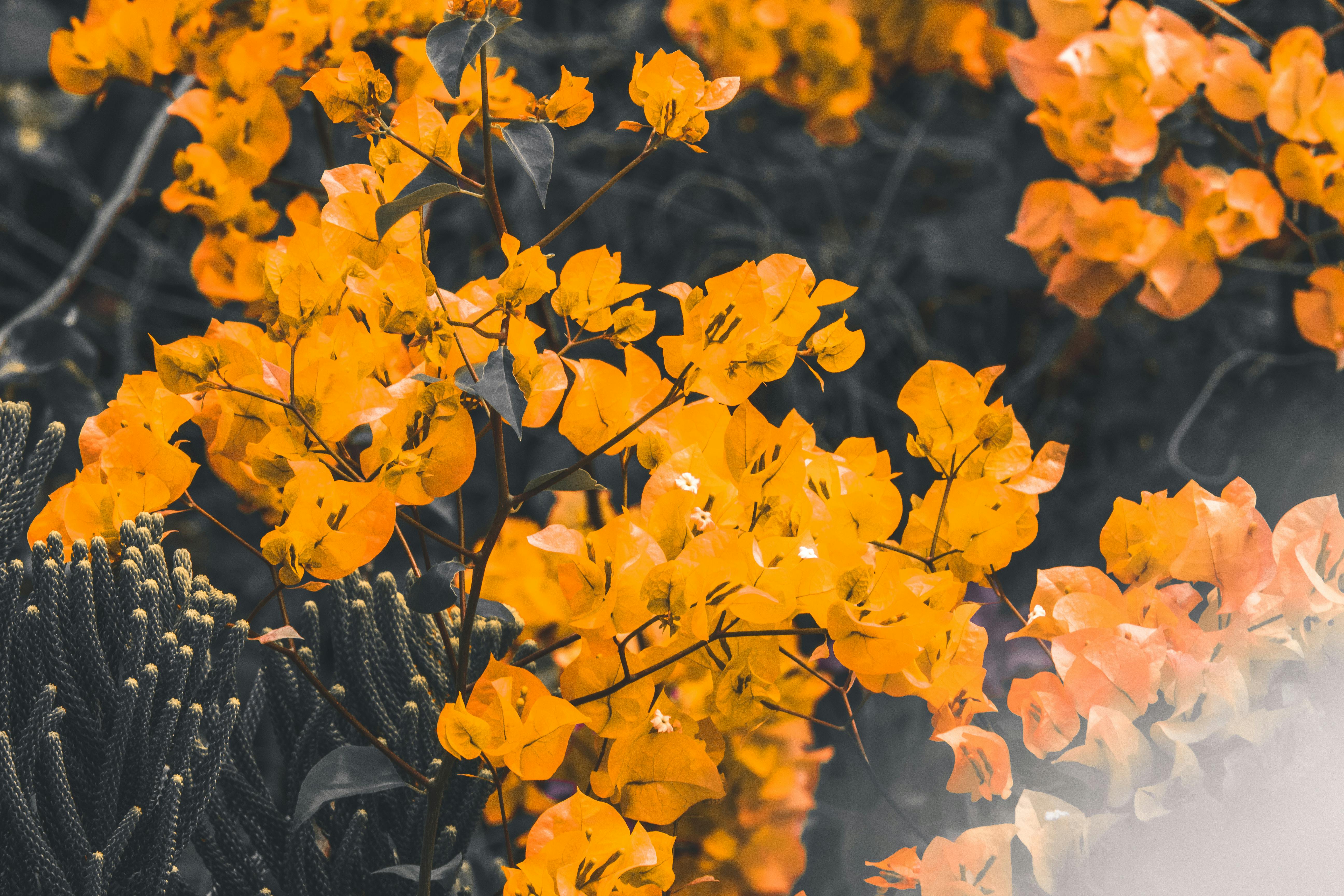 Sirao Flower Garden