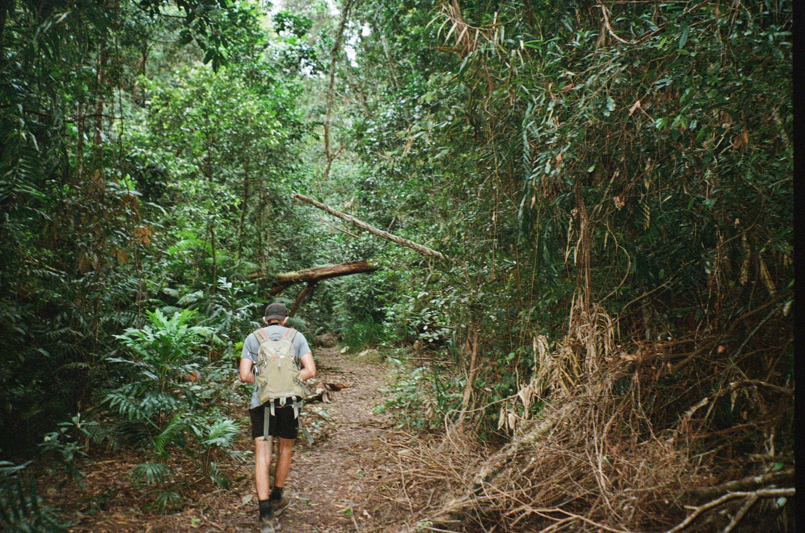 Skyrail Rainforest Cableway