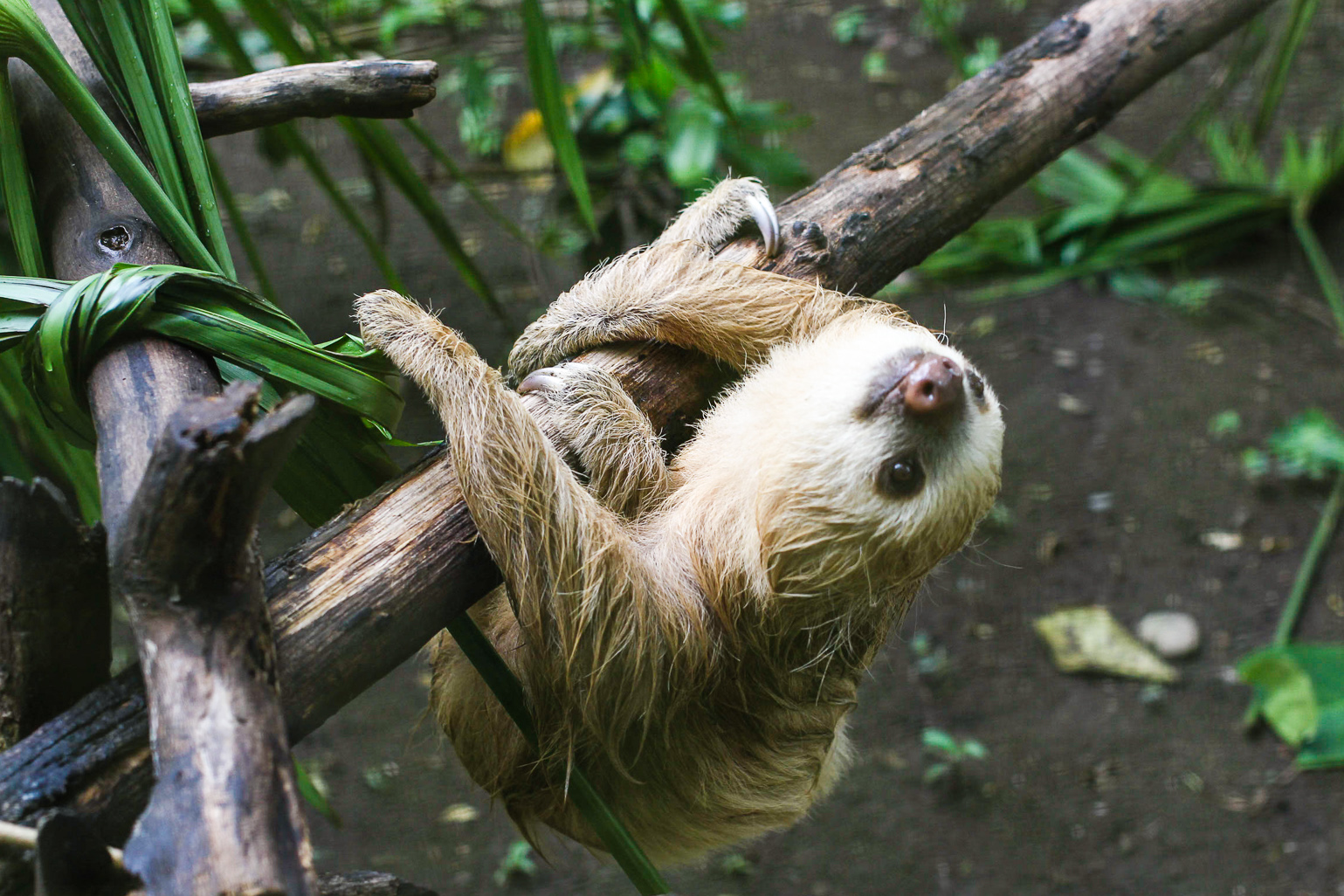 Sloth Sanctuary of Costa Rica