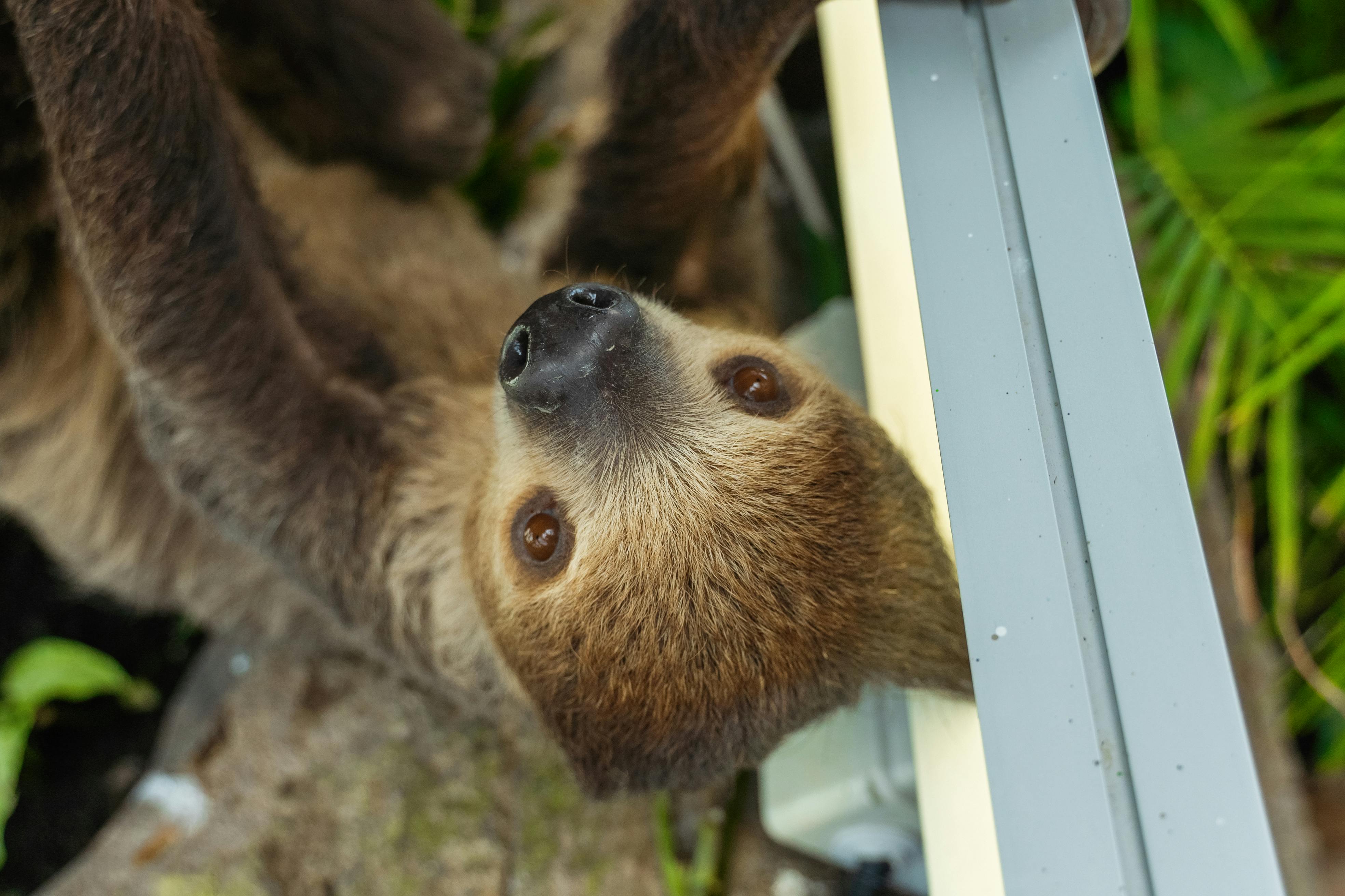 Sloth Sanctuary of Costa Rica