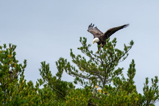 Soaring Tree Top Adventures