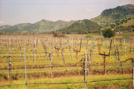 Sonoma Valley Wineries