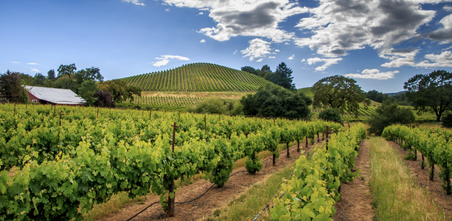 Sonoma Valley wineries