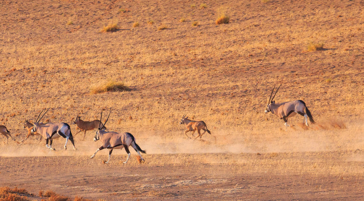 Sossusvlei Horseback Riding