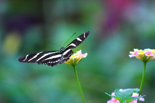 South Carolina Botanical Garden