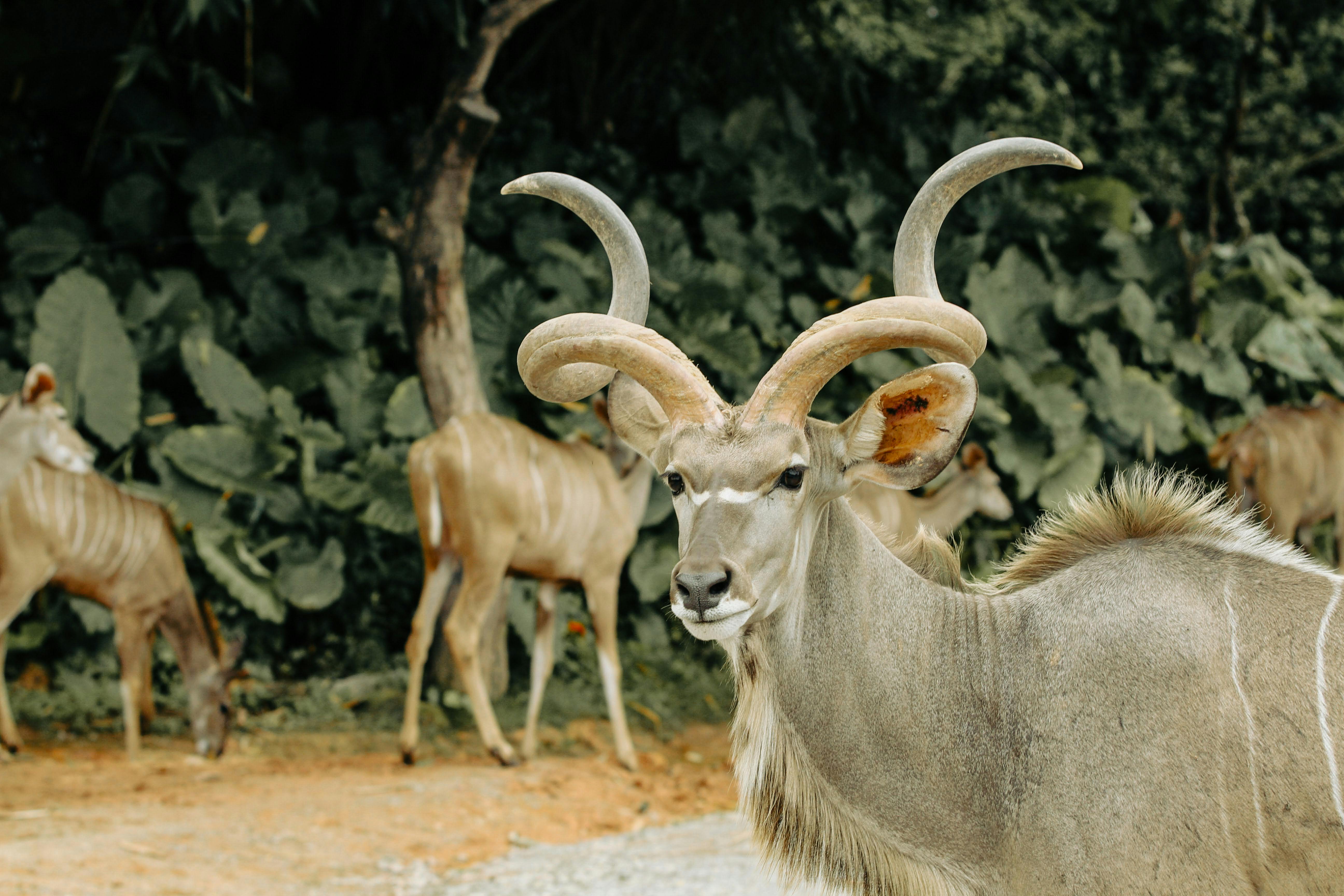 South Luangwa National Park